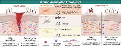 Fibroblast heterogeneity and functions: insights from single-cell sequencing in wound healing, breast cancer, ovarian cancer and melanoma